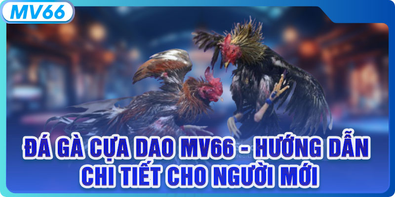 Đá Gà Cựa Dao MV66 - Hướng Dẫn Chi Tiết Cho Người Mới