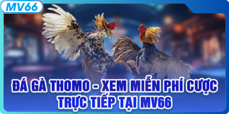 Đá Gà Thomo - Xem Miễn Phí Cược Trực Tiếp Tại MV66