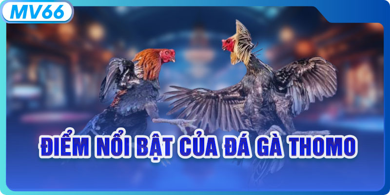 Điểm nổi bật của đá gà Thomo