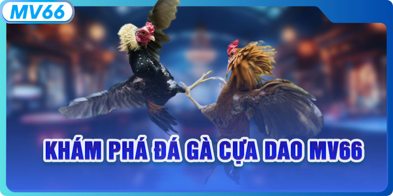 Khám phá đá gà cựa dao MV66