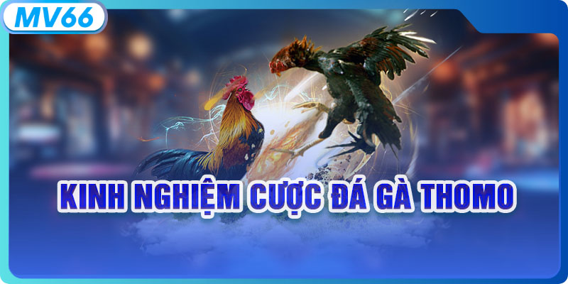 Kinh nghiệm cược đá gà Thomo