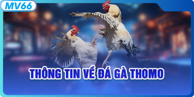 Thông tin về đá gà Thomo